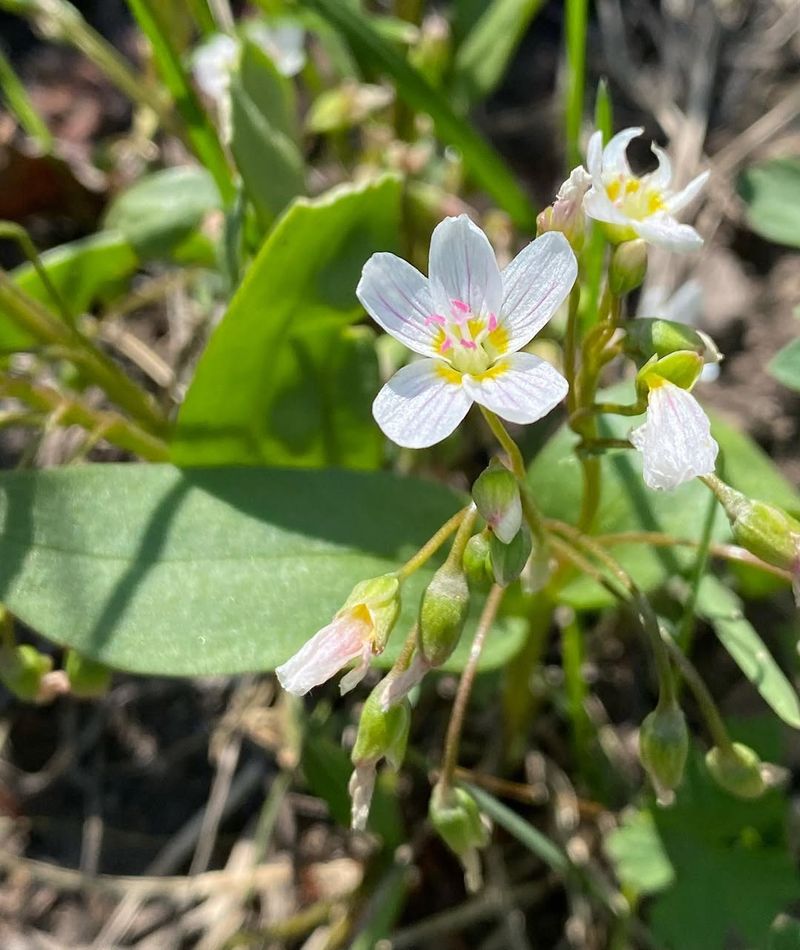 Spring Beauty Delivers Delicate Blooms