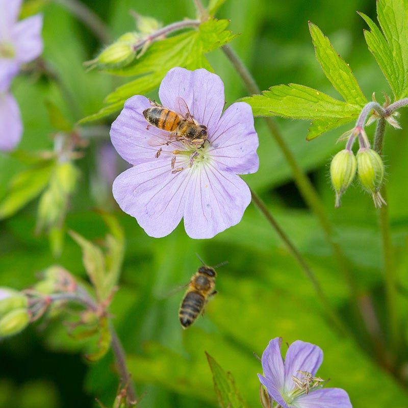 Wild Geranium