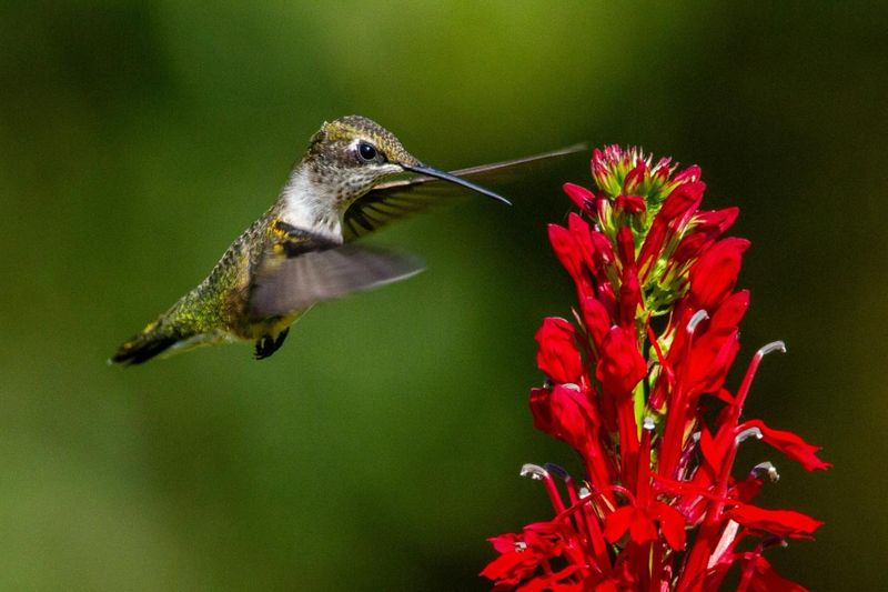 High Nectar Production Attracts Repeat Visits