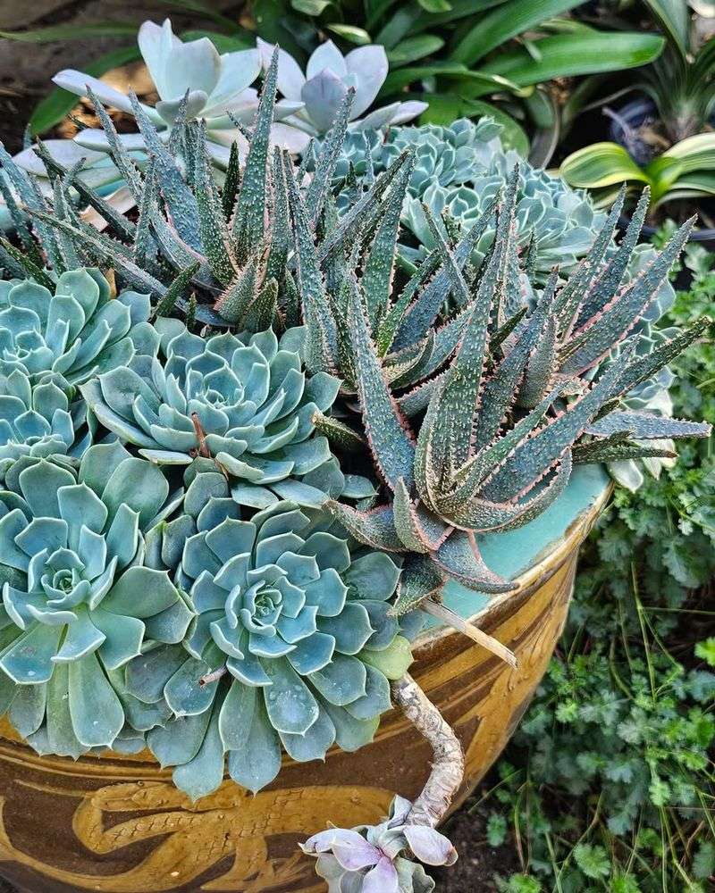 Echeveria And Zebra Haworthia For Layered Detail In Compact Spaces