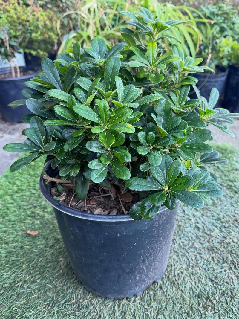 Dwarf Pittosporum