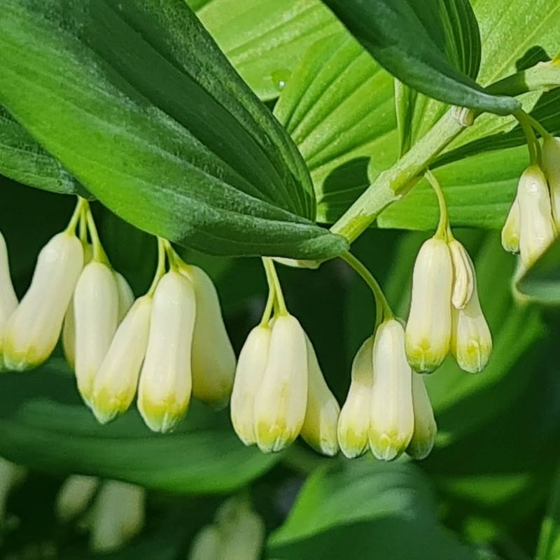 Solomon's Seal Emerges With Arching Stems Before March