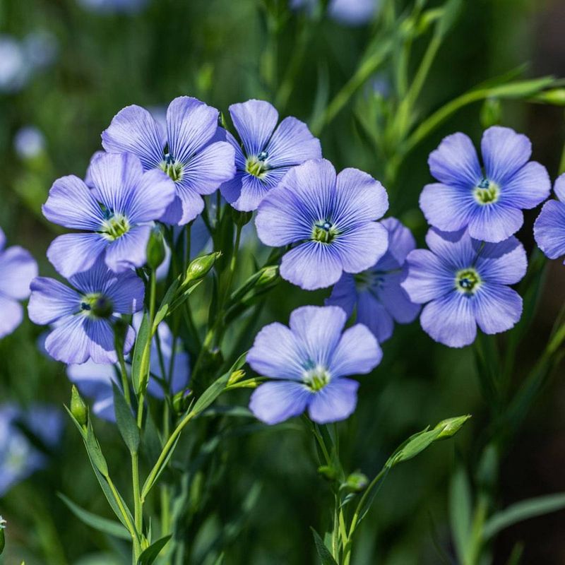 Blue Flax (Linum Lewisii / Texas Blue Flax)