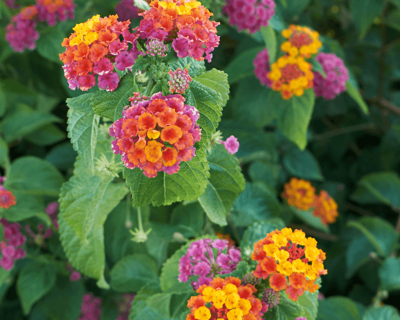 Lantana Starts Strong When Planted Before Warm Weather Hits