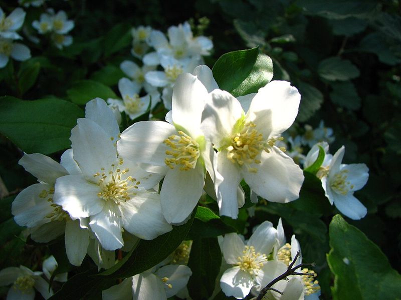 Mock Orange (Philadelphus lewisii)