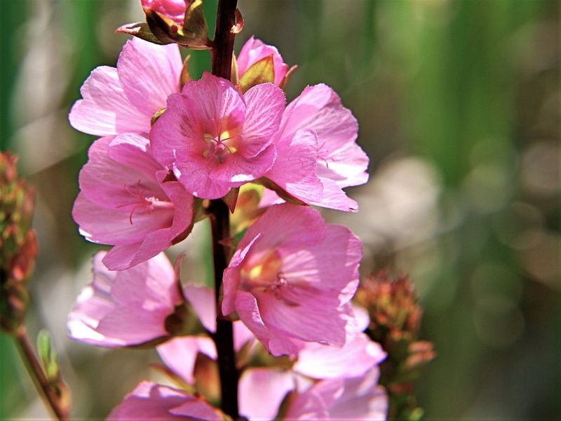 Checker Mallow (Sidalcea Spp.)