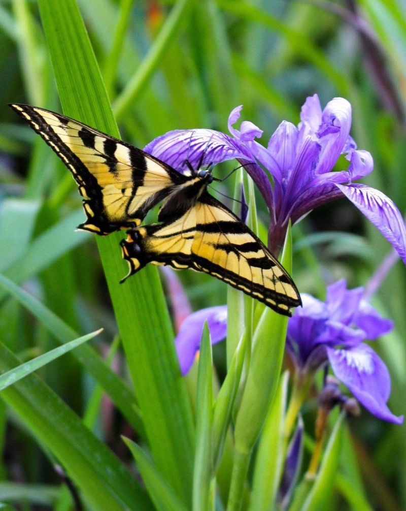 Douglas Iris (Iris douglasiana)