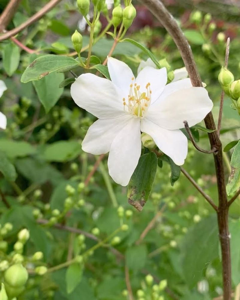 Meadow Checkermallow (Sidalcea campestris)