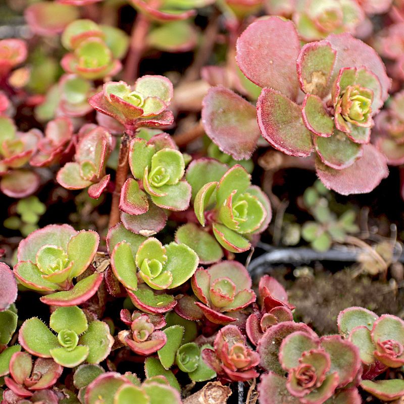 Sedum / Stonecrop (Sedum spurium or hardy types)