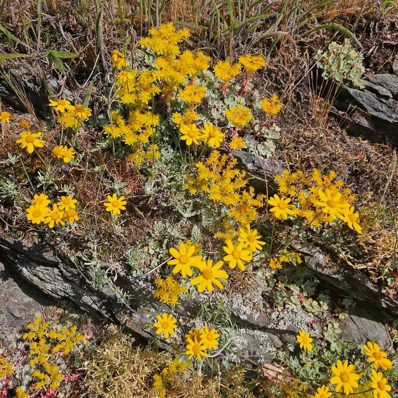 Oregon Sunshine (Eriophyllum lanatum)