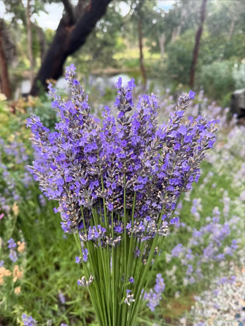 Lavender 'Munstead'