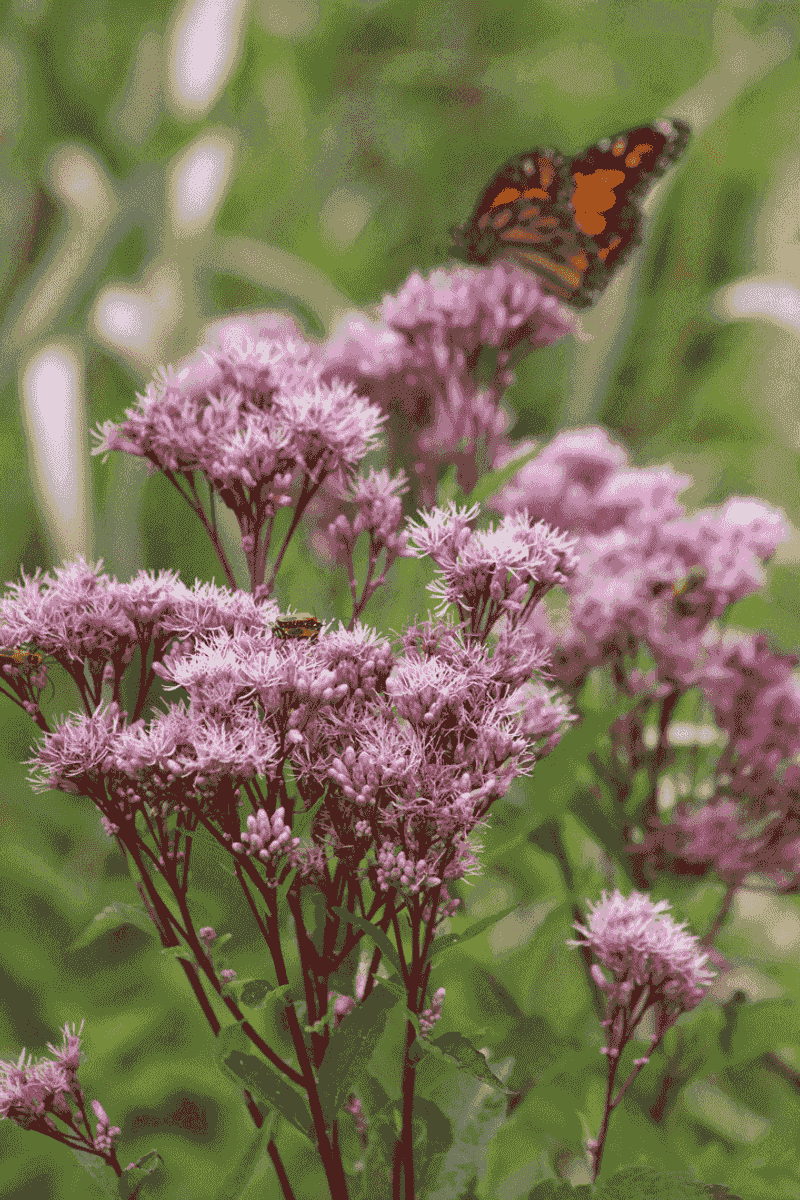 Joe-Pye Weed (Eutrochium maculatum)