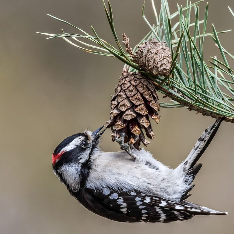 Downy Woodpecker And The Importance Of Suet