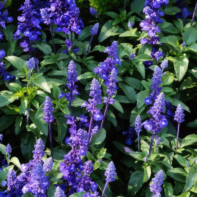 Victoria Blue Salvia (Salvia Farinacea 'Victoria Blue')
