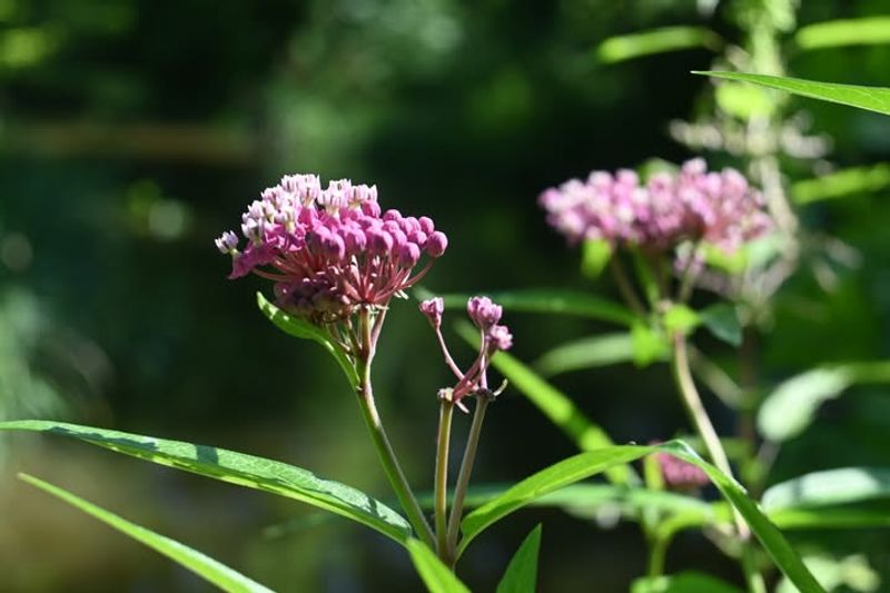 Swamp Milkweed Strengthens With Established Roots