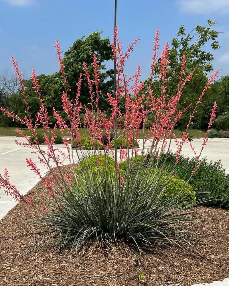 Red Yucca Introduces Color Without Visual Clutter