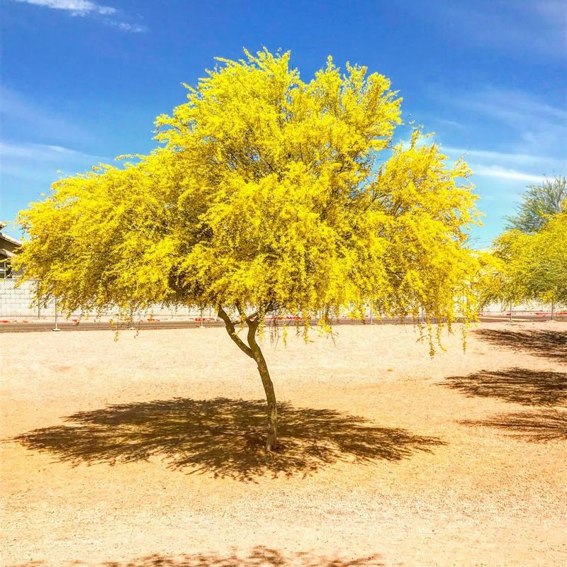 Desert Museum Palo Verde