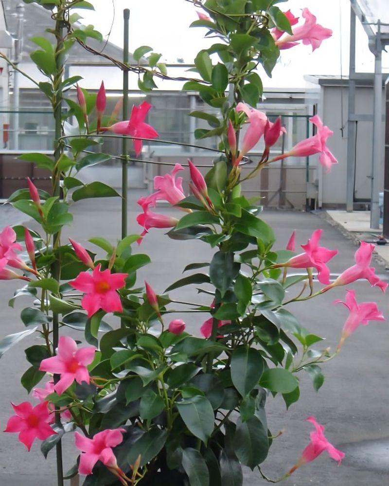 Mandevilla Climbs With Bright Blooms