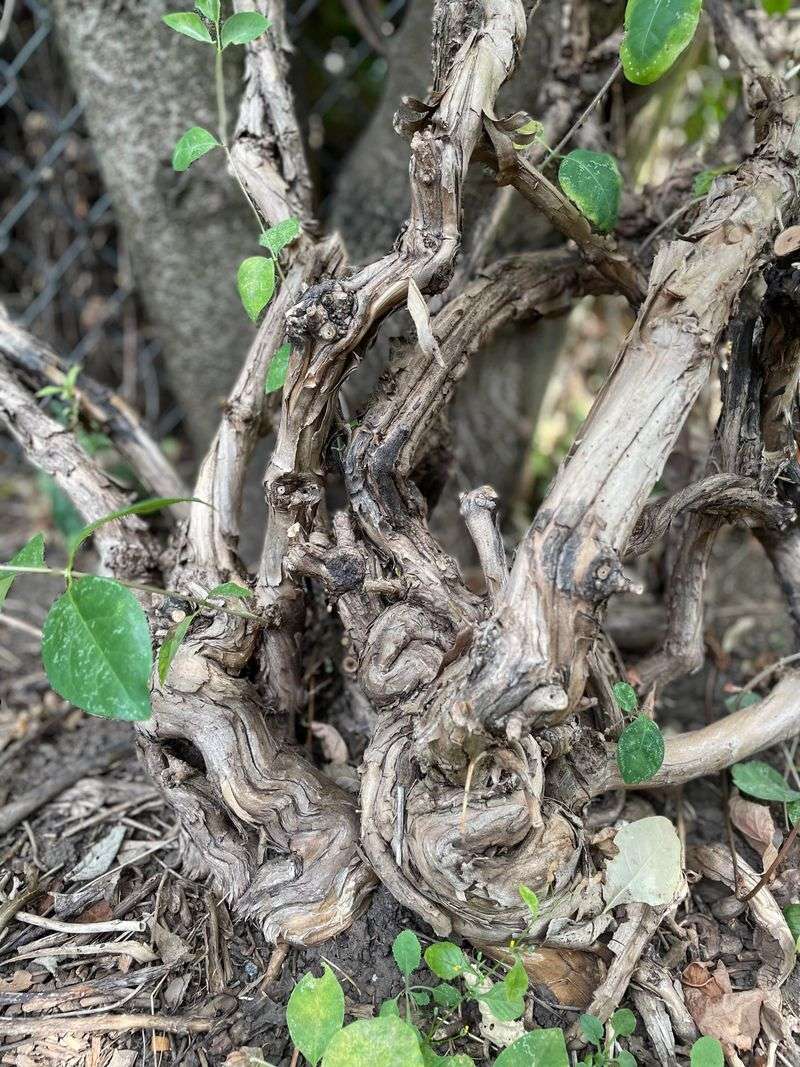 Cape Honeysuckle Responds Fast To Late Winter Shaping