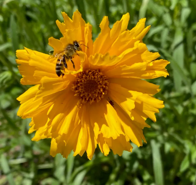 Coreopsis Won't Wither In Drought Or Sun