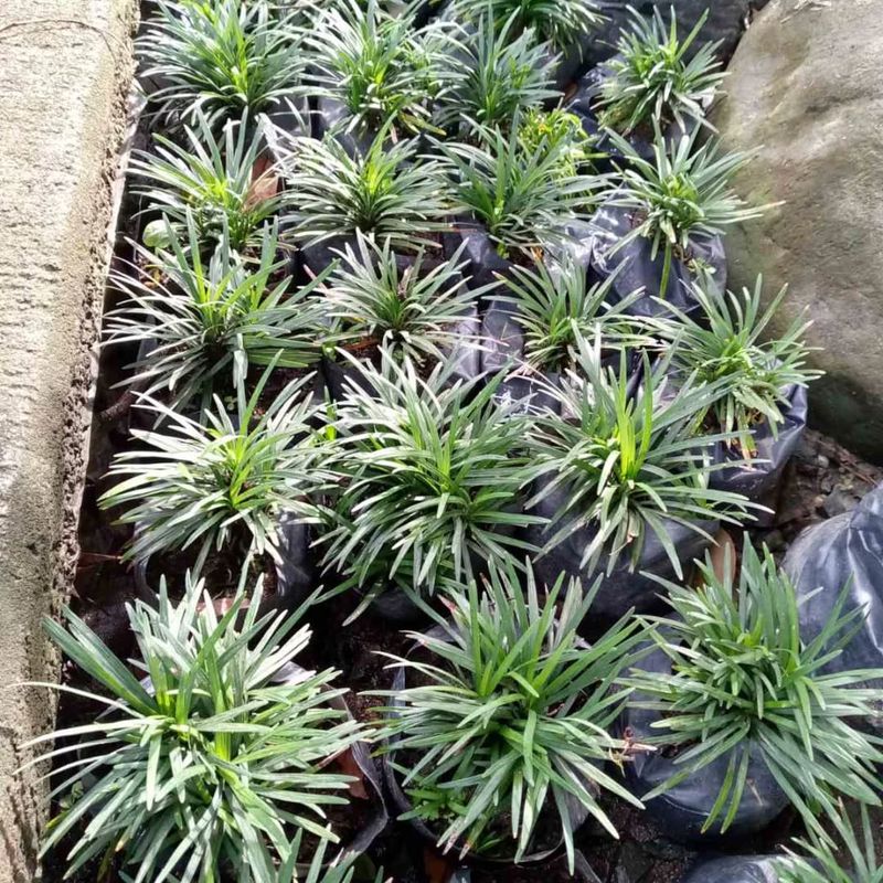 Dwarf Mondo Grass Keeps Everything Neat And Perfectly Scaled