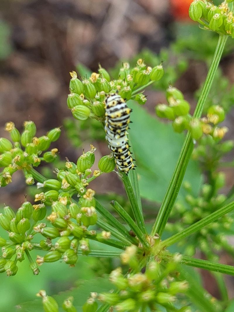 Golden Alexander Supports Black Swallowtail Caterpillars