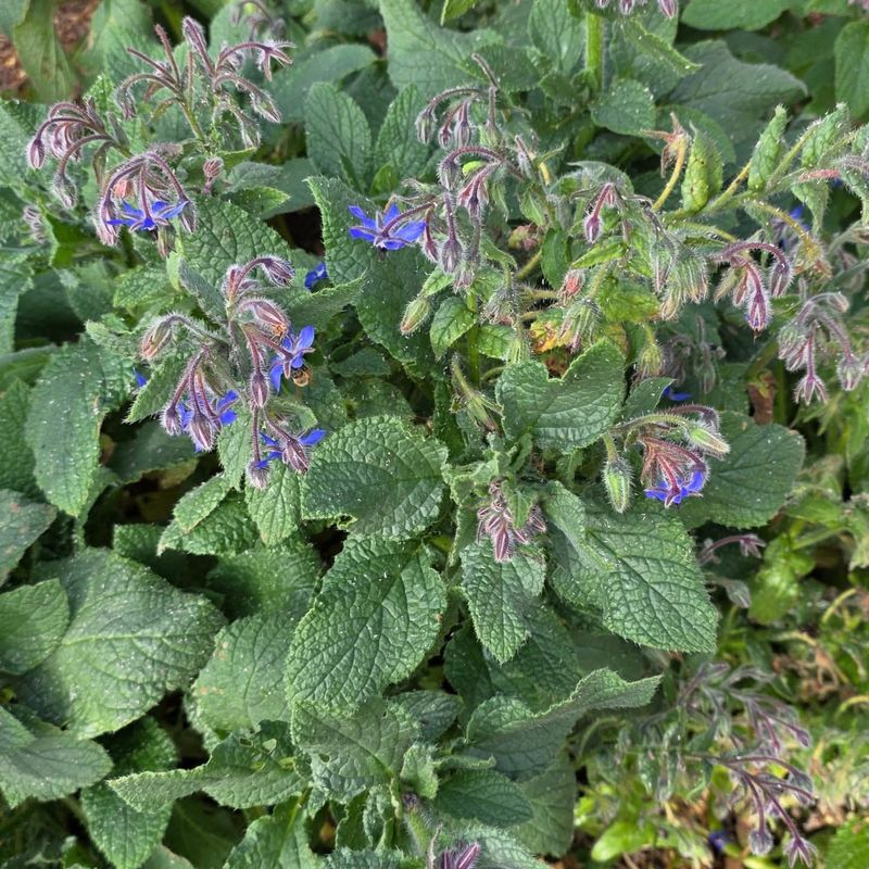 Easy To Grow In Oregon Gardens