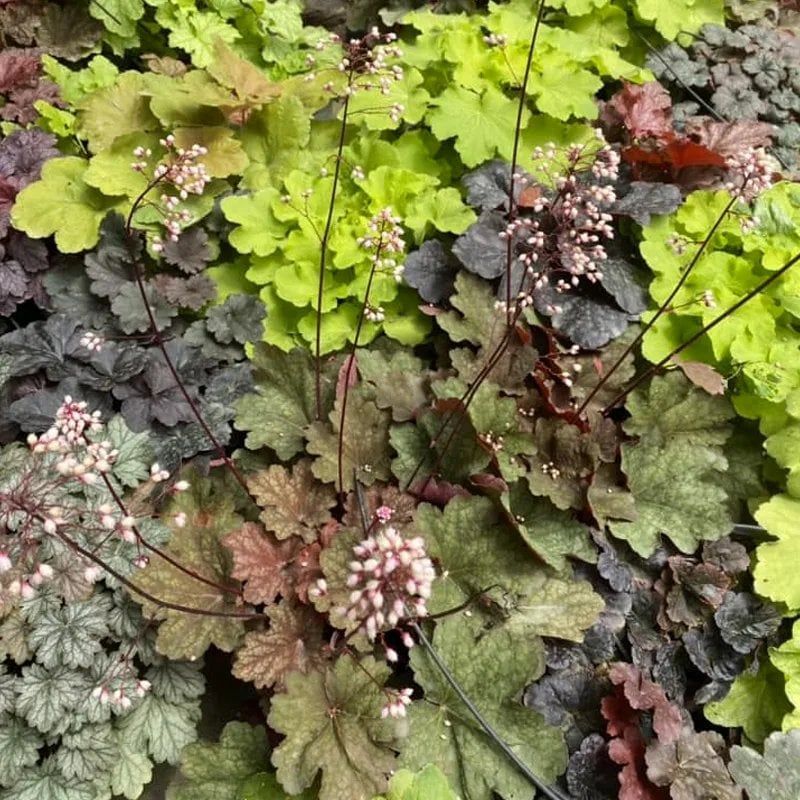 Heuchera Handles Humidity While Adding Colorful Foliage