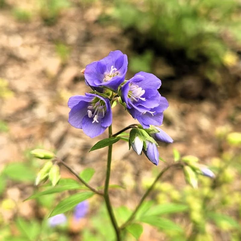 Jacob's Ladder Brightens Shady Ohio Gardens In Spring