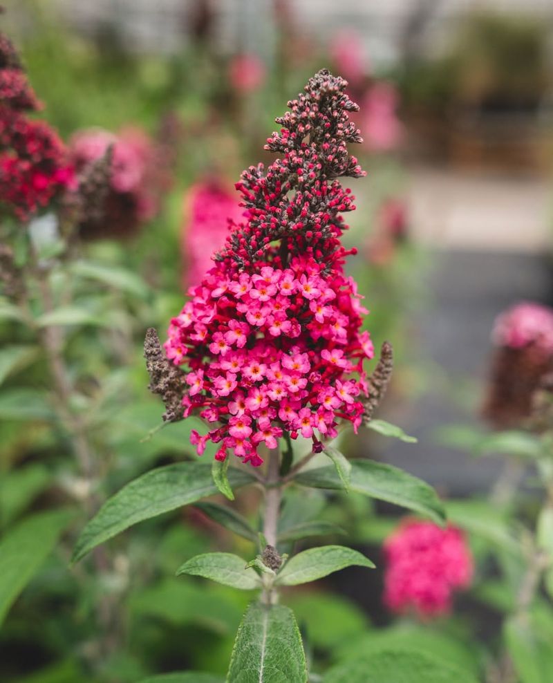 Butterfly Bush (Buddleia) - Prune Hard