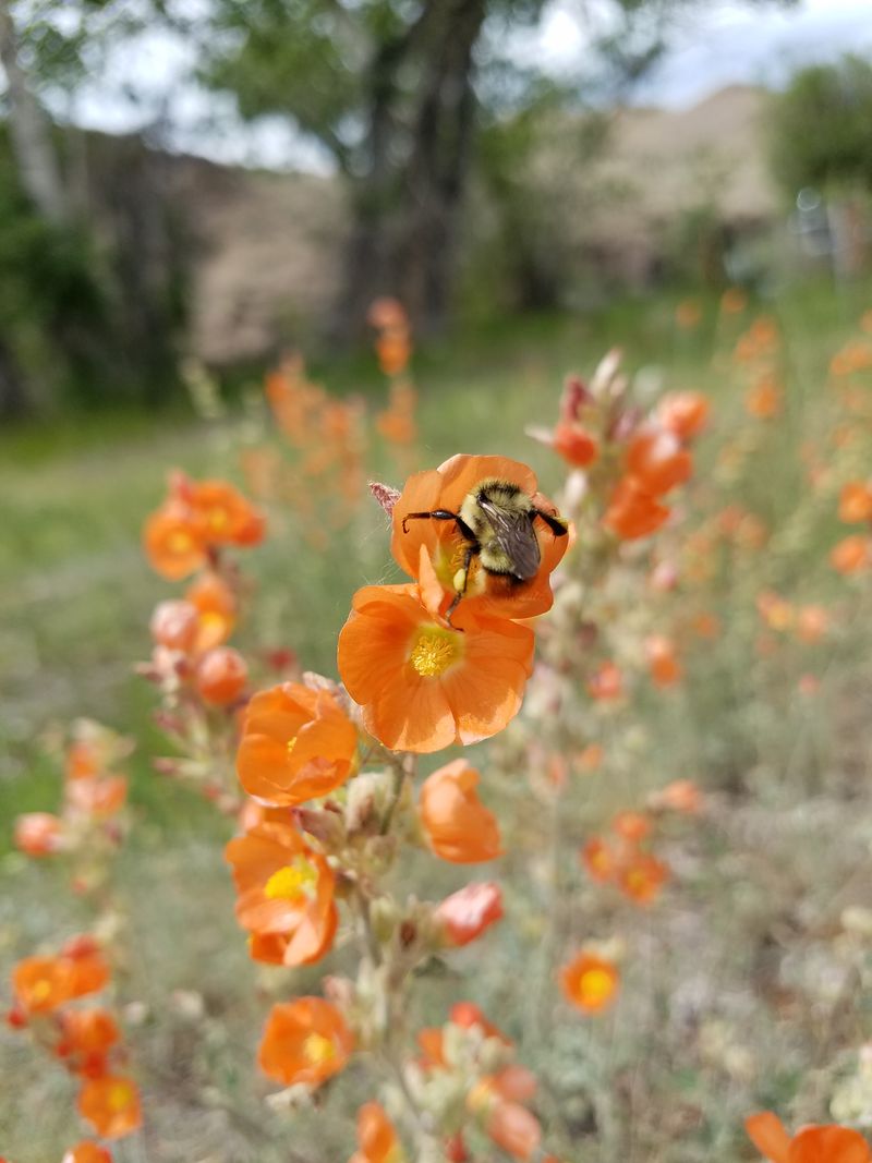 Globemallow