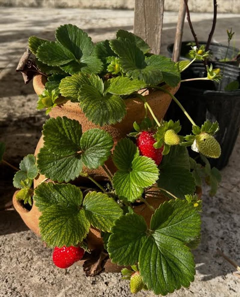 Strawberries Produce Sweet Harvests In Small Spaces