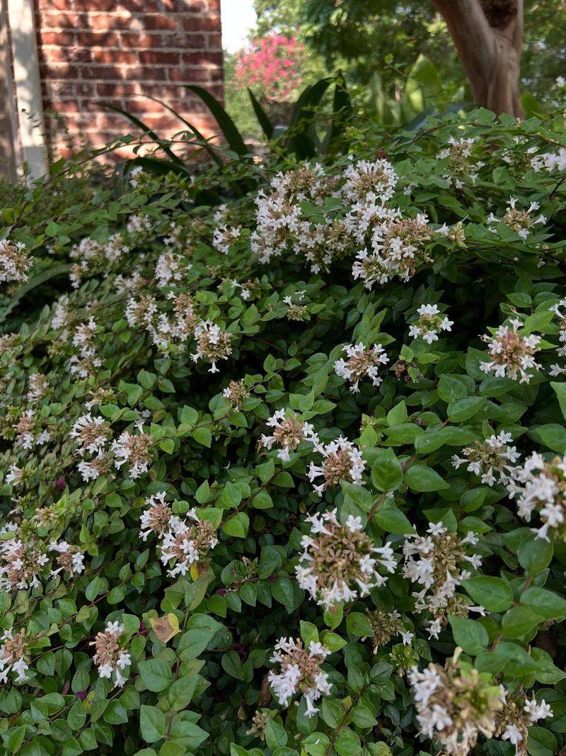 Abelia