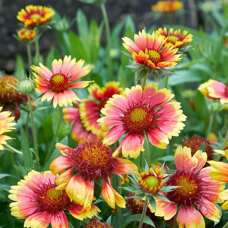 Indian Blanket (Gaillardia Pulchella)