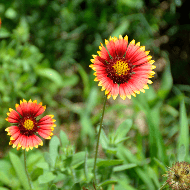 Indian Blanket