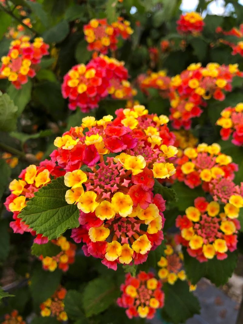 Heat And Reflected Light From Concrete Do Not Fade Lantana