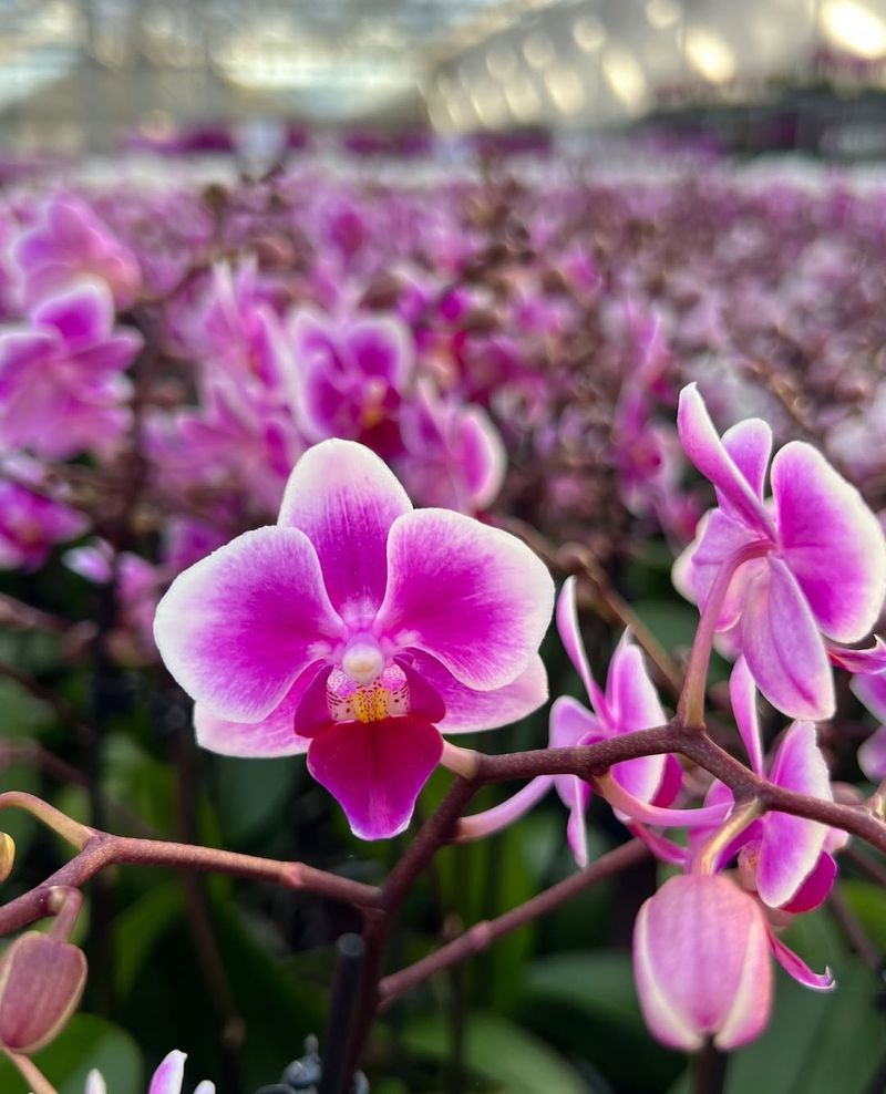 Compact Size Works Well Indoors With Mini Phalaenopsis