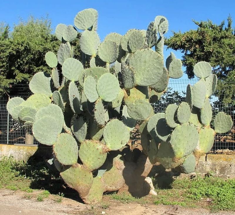 Minimal Irrigation Fits Low-Water Landscapes