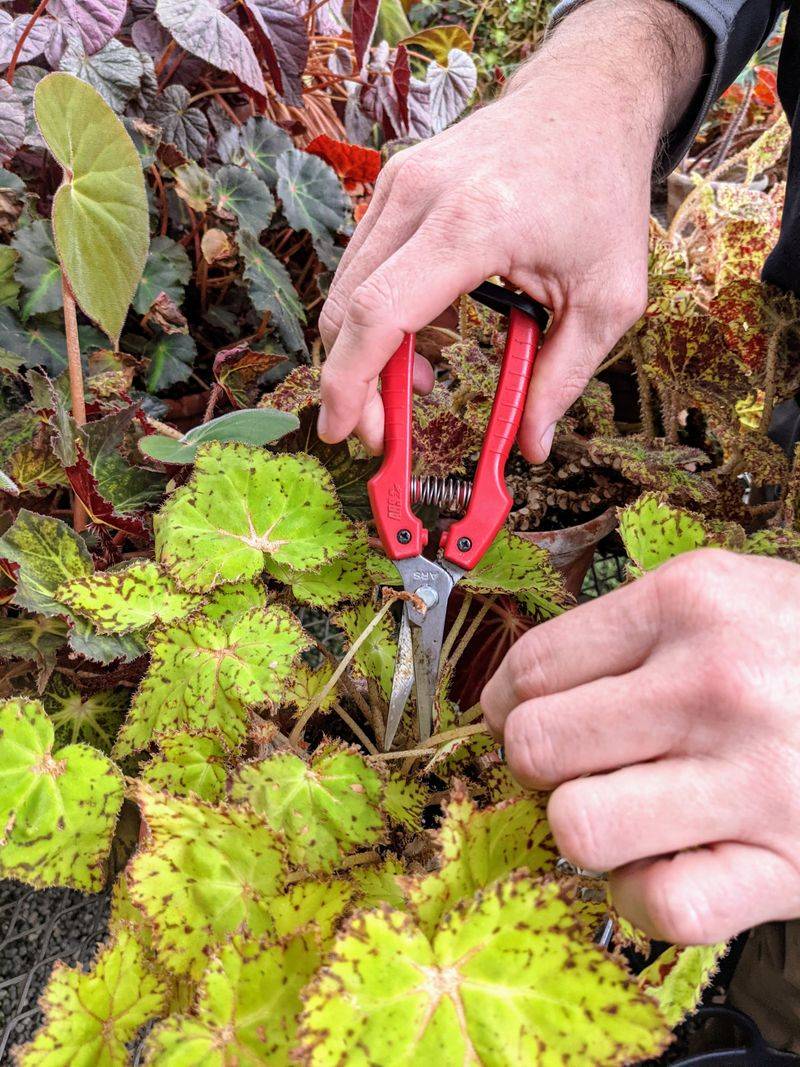 Prune Lightly For Fresh Flowering Growth