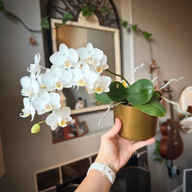 Pause Heavy Feeding During Winter