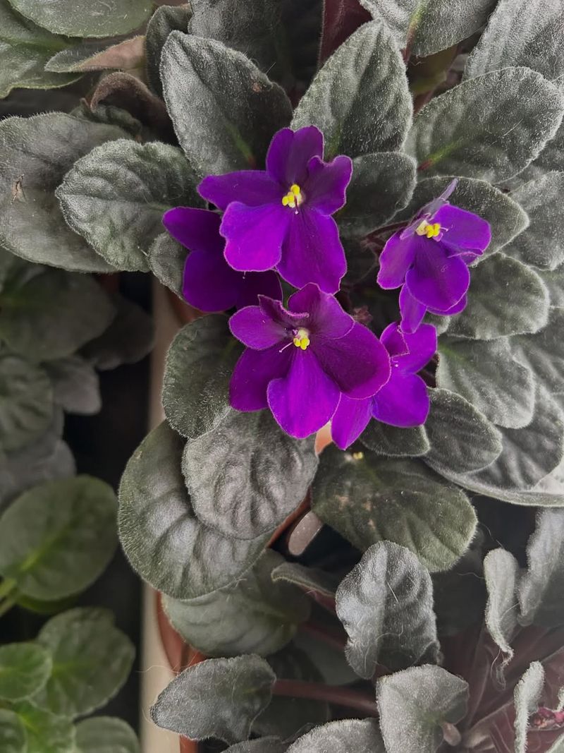 African Violet