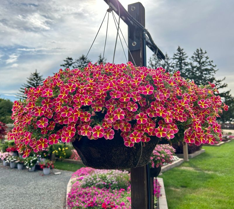 Calibrachoa Keeps Blooming Through Georgia Heat