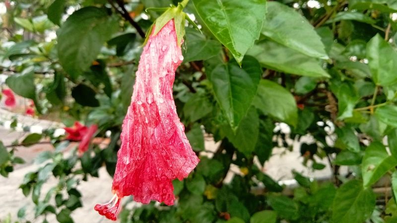 Tropical Hibiscus Drops Blooms In Drought