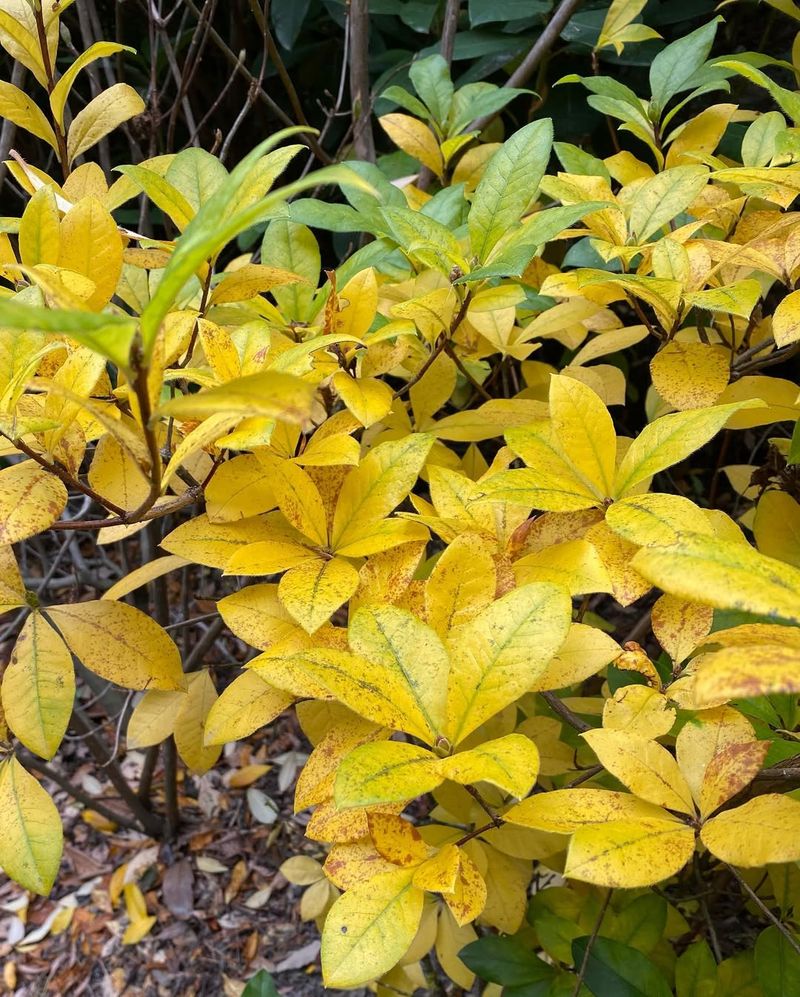 Azaleas Struggle Without Soil Care