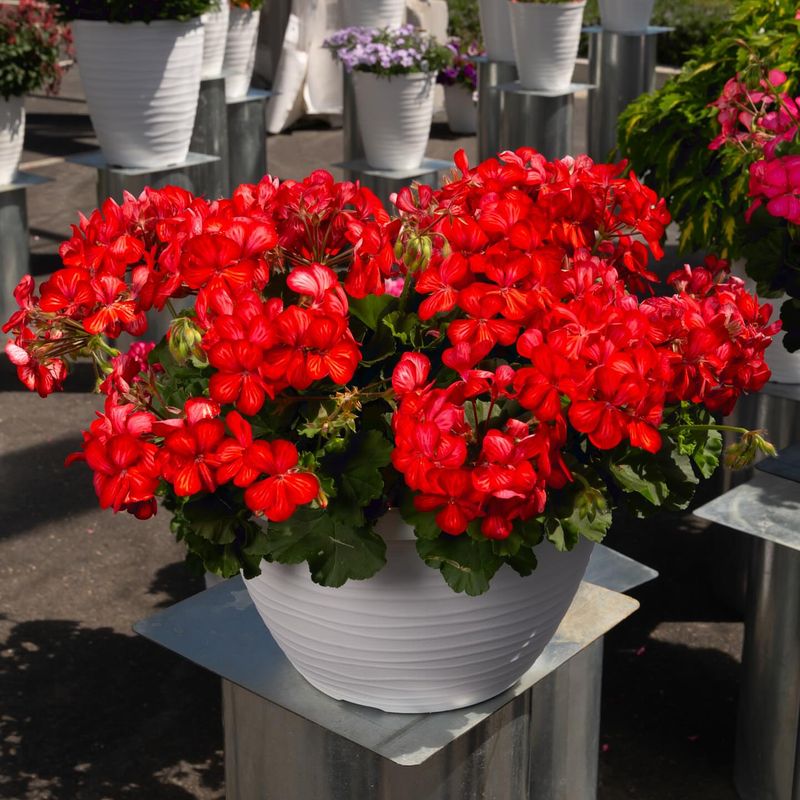 Geraniums (Pelargonium)