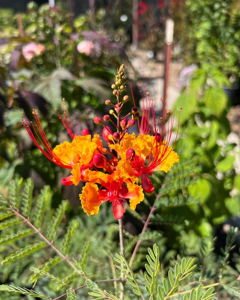Bird Of Paradise Creates Bold Tropical Foliage In Full Sun