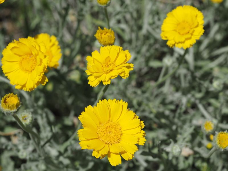 Desert Marigold Blooms Freely With Minimal Water