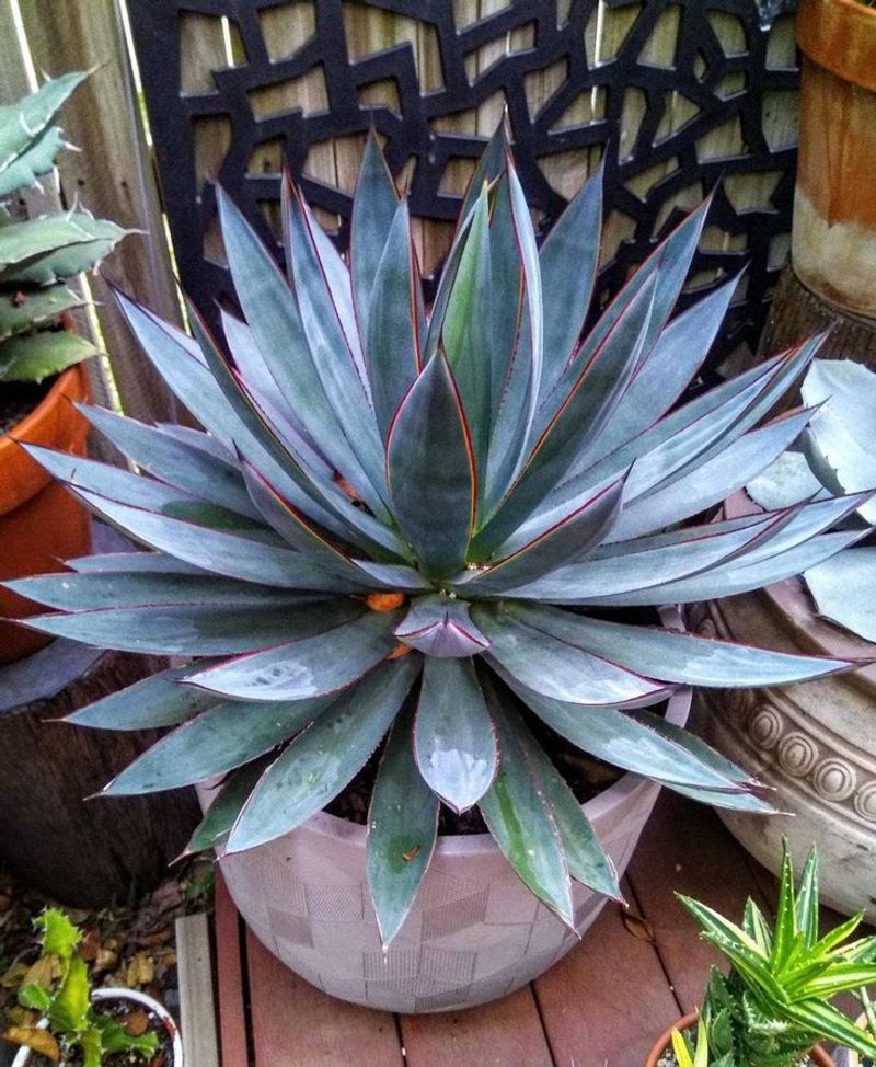 Agave Brings Bold Desert Structure To Patio Pots