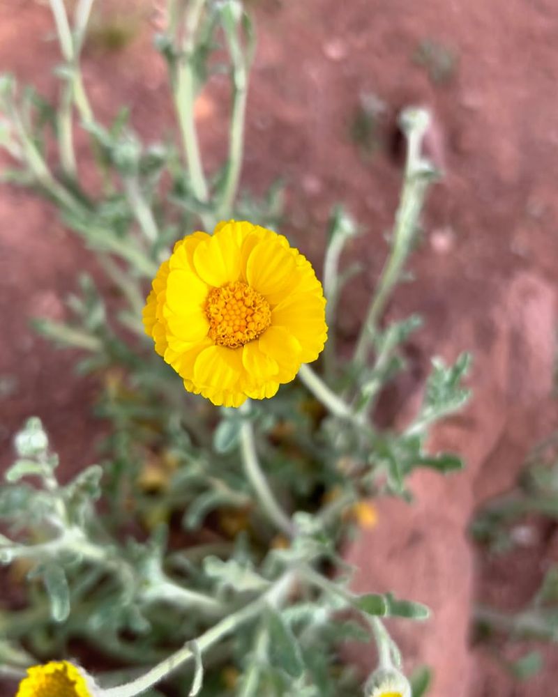 Desert Marigold Shines In Fast Draining Soil
