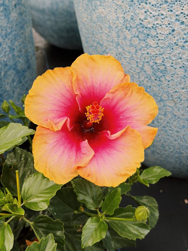 Painted Lady Hibiscus In Sunset Shades